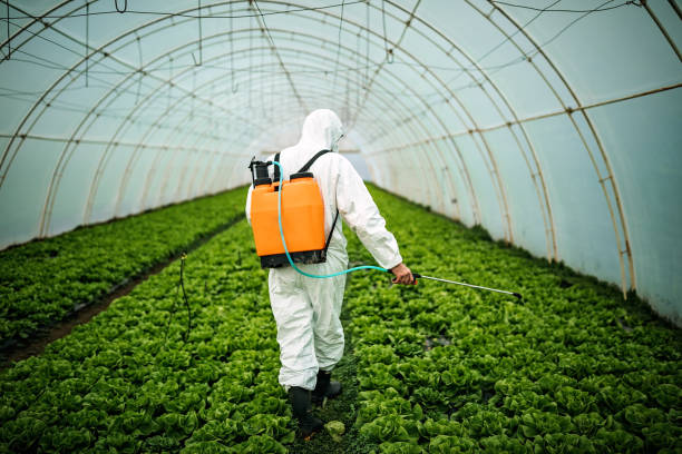 Best Pest Removal Services  in Pima, AZ