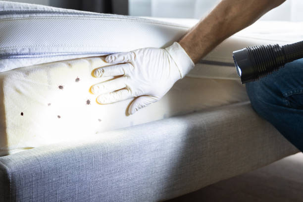 Best Insect Control  in Pima, AZ
