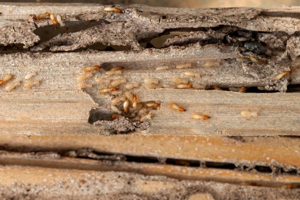 Flea Control Services in Pima, AZ